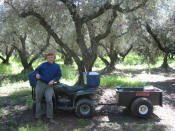 Olive Farmer